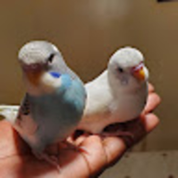 Meet your Posher, Mickey - Picture 1 of 1